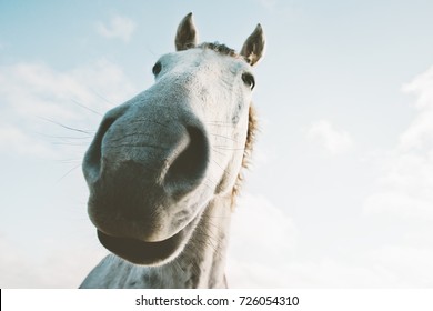 61 Cartoon Animals Selfie Stock Photos, Images & Photography | Shutterstock