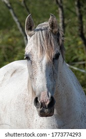 White Horse Portrait With Shallow Depth Of Field. Straight On Facing Camera.