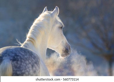 White horse portrait with steam from nostril at sunset light