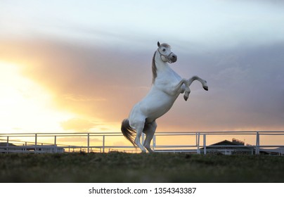 A White Horse Rearing Up