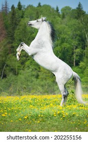 White Horse Rearing Up