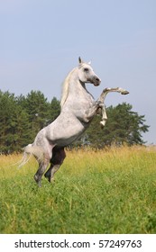 White Horse Rearing