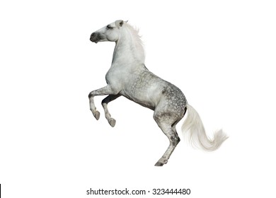 White Horse Rearing Up Isolated On White