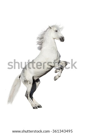 White horse rearing up isolated on white background
