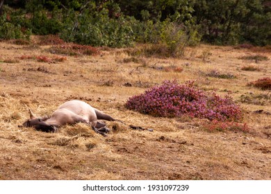 A white horse relaxing in the grass on a sunny day