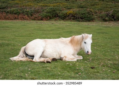 White horse relaxing laying on the grass in a field