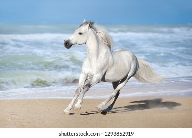 White Horse Run Gallop Along The Beach