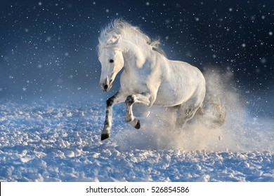 White Horse Run Gallop In Winter Snow Field 