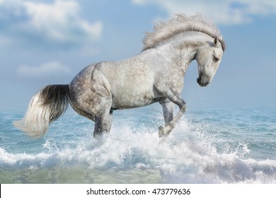 White horse run in ocean vawes