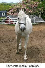 White Horse Running Forward Stock Photo 1216300 | Shutterstock