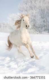 White Horse Running Free In Snow Field.