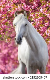 White horse running full gallop in a pink blooming garden