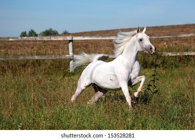 White Horse Running On Prairiearab Horse Stock Photo (Edit Now) 153528281