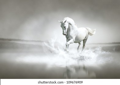 White Horse Running Through Water