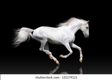 White horse runs gallop on a black background