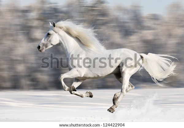 Le Cheval Blanc Court Au Galop Photo De Stock Modifiable