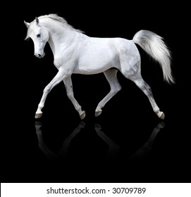 White Horse Runs Isolated On Black Background