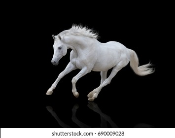 White Horse Runs Isolated On Black Background