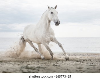 White horse runs on the beach on th sea background