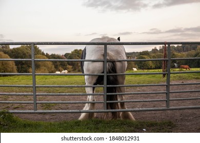 A White Horse Scratching Its Rear End On A Metal Gate.