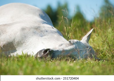 White horse sleeping on the grass in summer