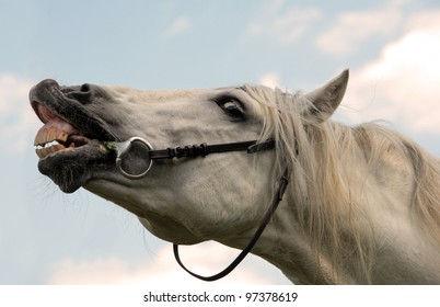 White Horse Smiling and laughing