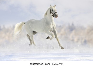 White Horse In Snow