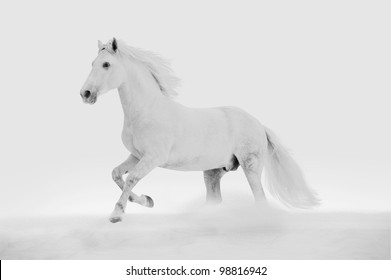 White Horse In The Snow