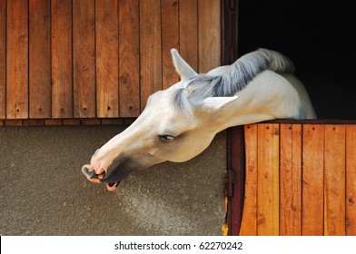 White Horse In The Stable