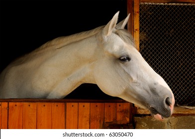 White Horse In The Stable