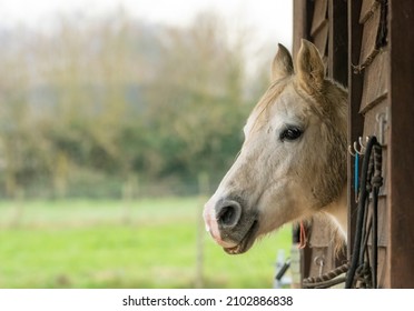 White Horse In Stable, Beautiful Barnyard Animal In A Rural UK Scene