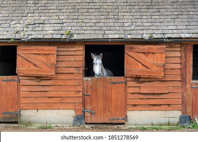 White horse in a stable looking out over half open dutch door.