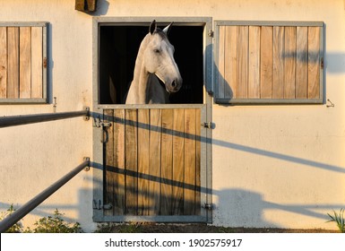  
White horse in the stable. Horse waiting for children to ride in the stable.