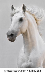 white horse stallion isolated on the gray background