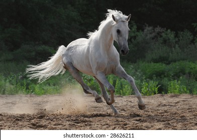 White Horse Stallion Run Gallop In Dust