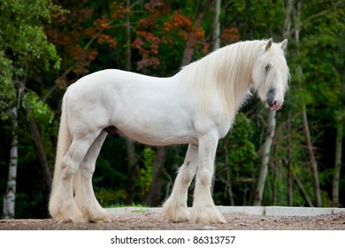 White Horse Standing