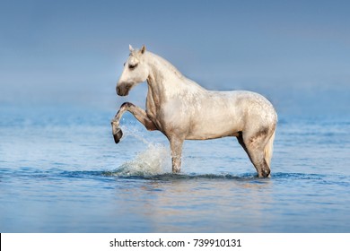 White horse standing  in blue water