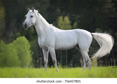 white horse standing on a green field