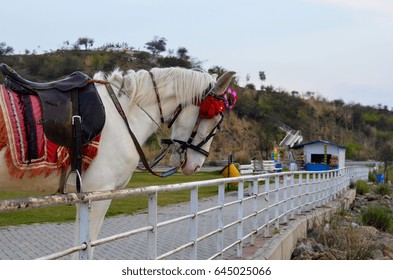 White Horse Standing At Park