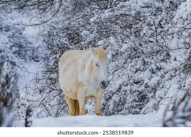 White horse standing in snowy forest - Powered by Shutterstock