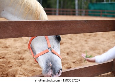 White Horse Stuck Its Head Out Of The Fence To The Nursing Hand Of The Child