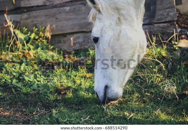 White Horse Village Stock Photo 688514290 | Shutterstock