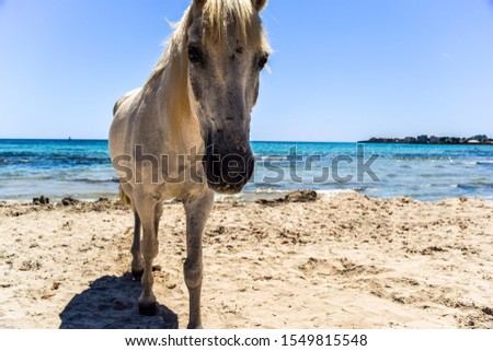 A white horse walking on beach.