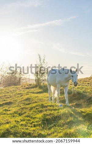 White horse walking on green meadow at sunset in autumn.