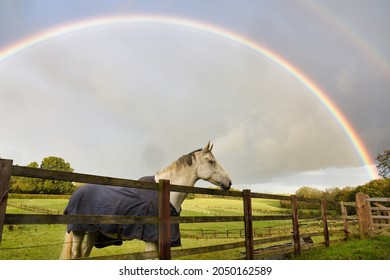 White horse wearing winter coat in paddock with double rainbow overhead.