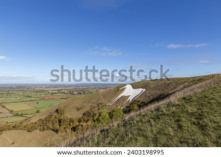 White horse, Westbury, Wiltshire, UK. Sunny day with blue sky over the the White Horse and rolling fields in Summer.