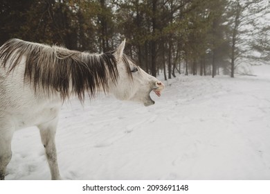 White Horse Yawning In Woods In The Wisconsin Winter