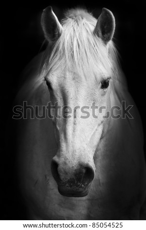 White horse's black and white art portrait.