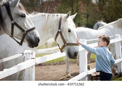 White horses with boy and soft touch - Powered by Shutterstock