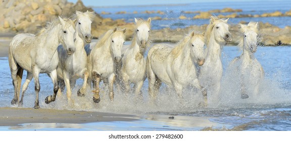 White horses of Camargue running through water 